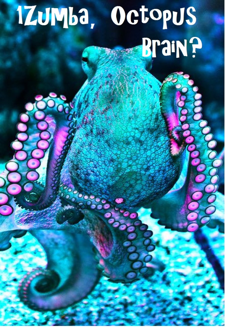 1Z-octopus Brain