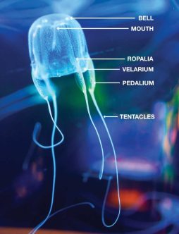 small-box-jellyfish-anatomy