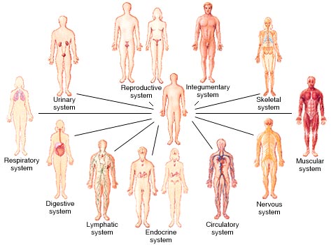 Image result for how many systems in your body