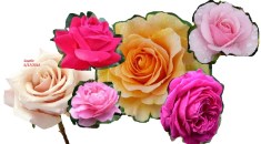 SophieRoses