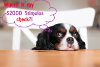 Stimulus
