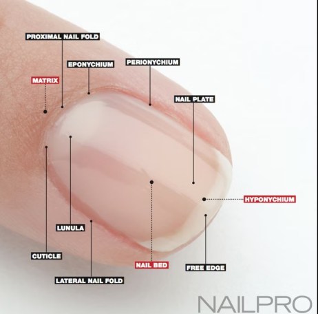 Nailpro