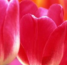 tulip-afghanistan-national-flower