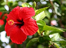 220px-hibiscus_brilliant