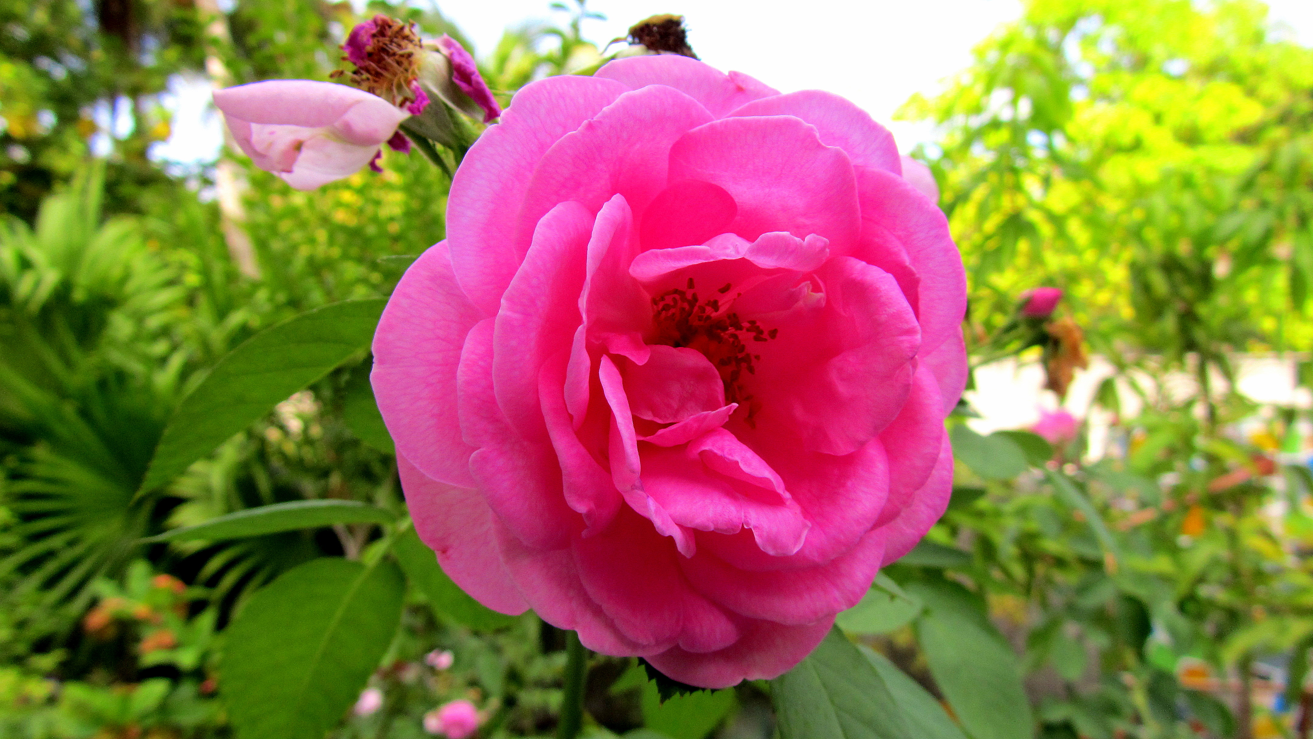 maldivian_national_flower_28578094854529